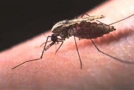 nyamuk malaria.jpg